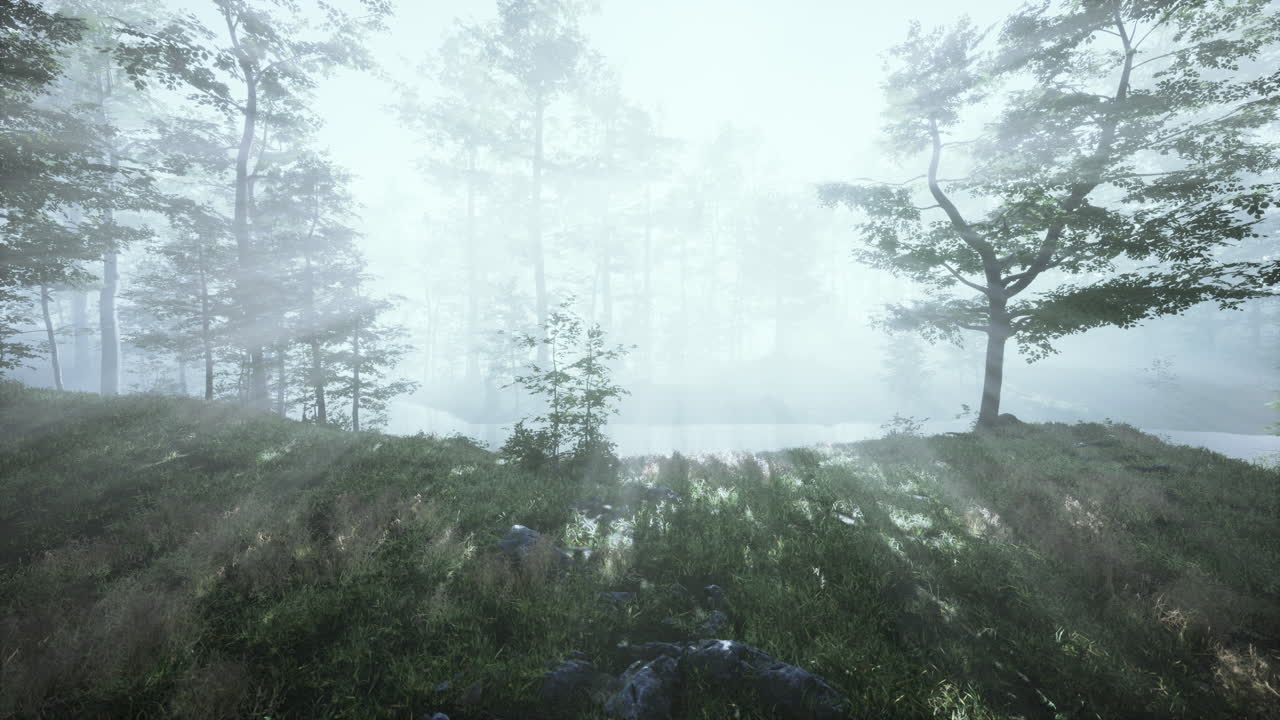 황금색  ⁇ 빛 에 비춰진 숲 에 있는 나무 들