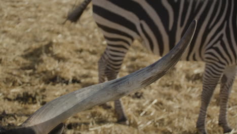 Ganado-De-Cuernos-Largos-En-La-Vida-Silvestre-Africana-En-El-Campo