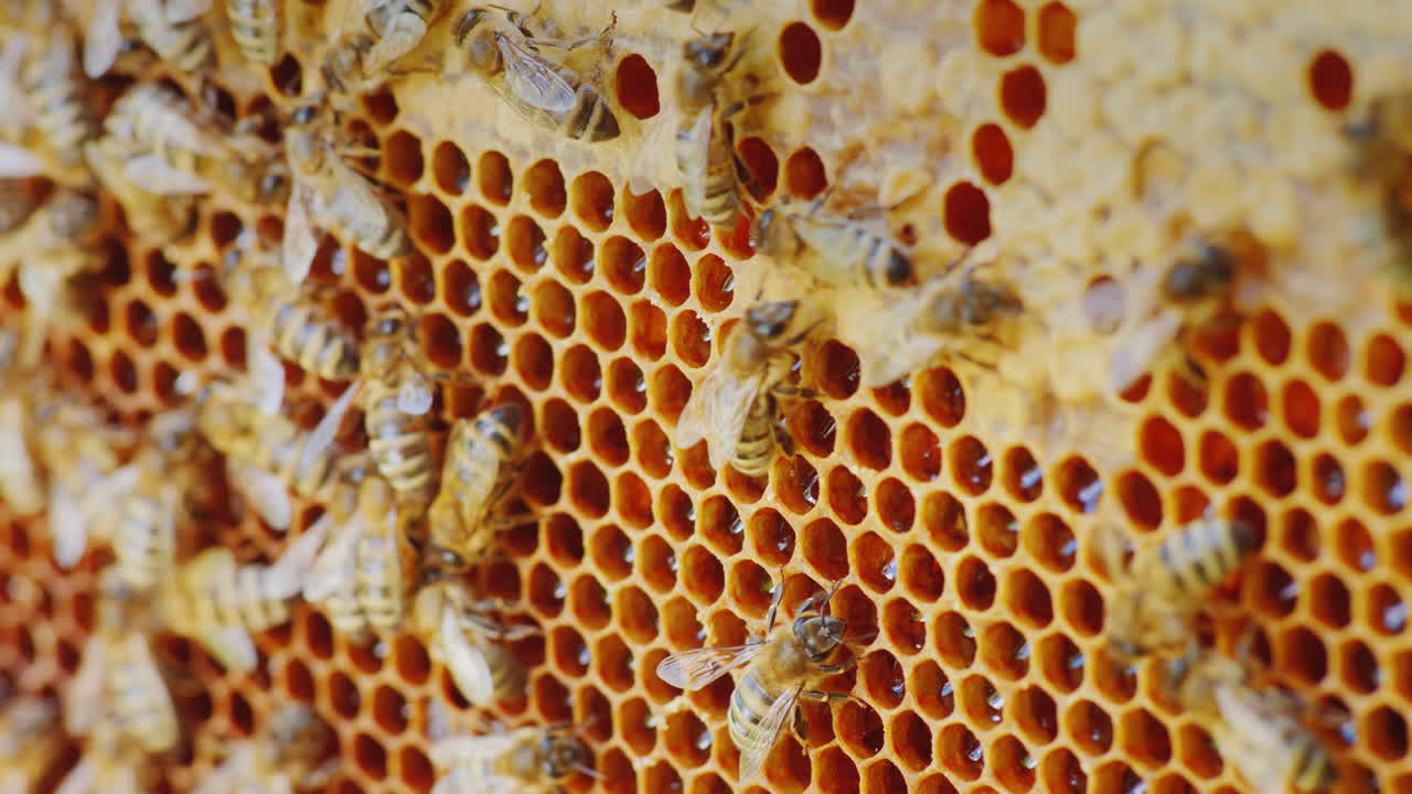 The Colony Of Bees Is Working Inside The Hive