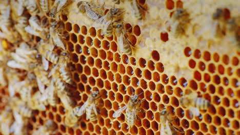 the colony of bees is working inside the hive