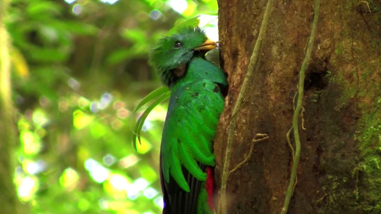 un loro quetzal en su nido en la selva tropical de costa rica 2