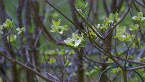 Flowering-Dogwood-tree-branches-beginning-to-blossom,-in-early-Spring