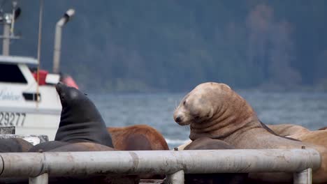 sea lions on a dock playing with fishing boat going by in background