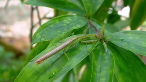 las mantis orantes beben agua