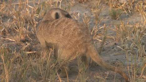 meerkat digging in dry savannah for food, stirring up dust, side view slightly from behind