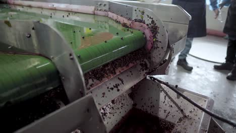 conveyor belt with red grapes in wine production