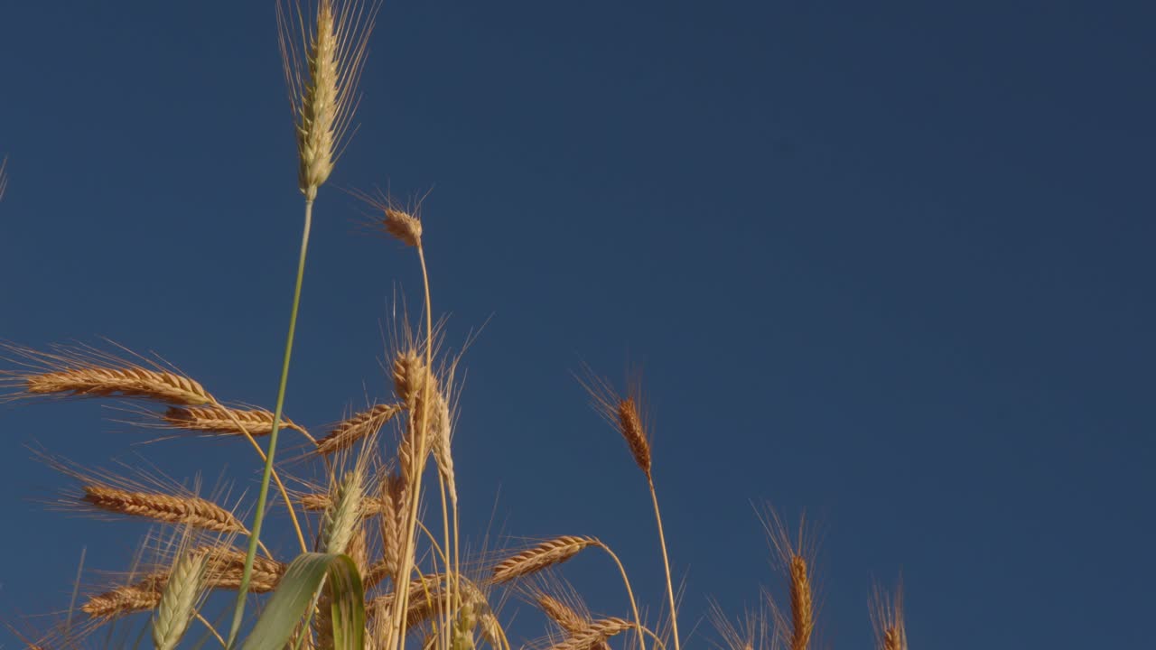 Golden wheat crop closeup captures nature's beauty in every waving stalk