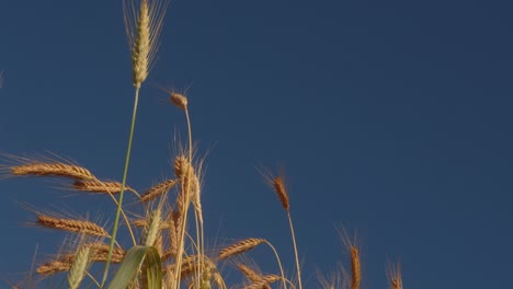 golden wheat crop closeup captures nature's beauty in every waving stalk