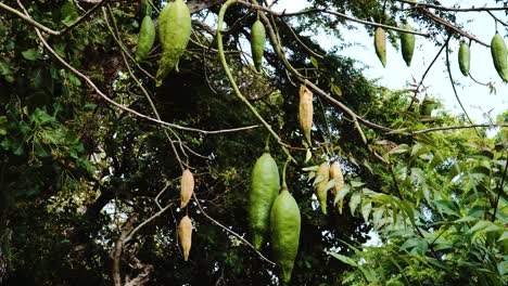 Close-up-shot-of-silk-cotton-tree-with-growing-cotton-seed-pods-during-sunny-day