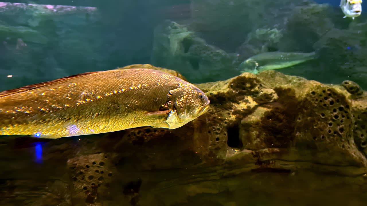 Underwater Fish in Aquarium