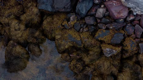 rocas cubiertas de líquenes y algas en la orilla del lago