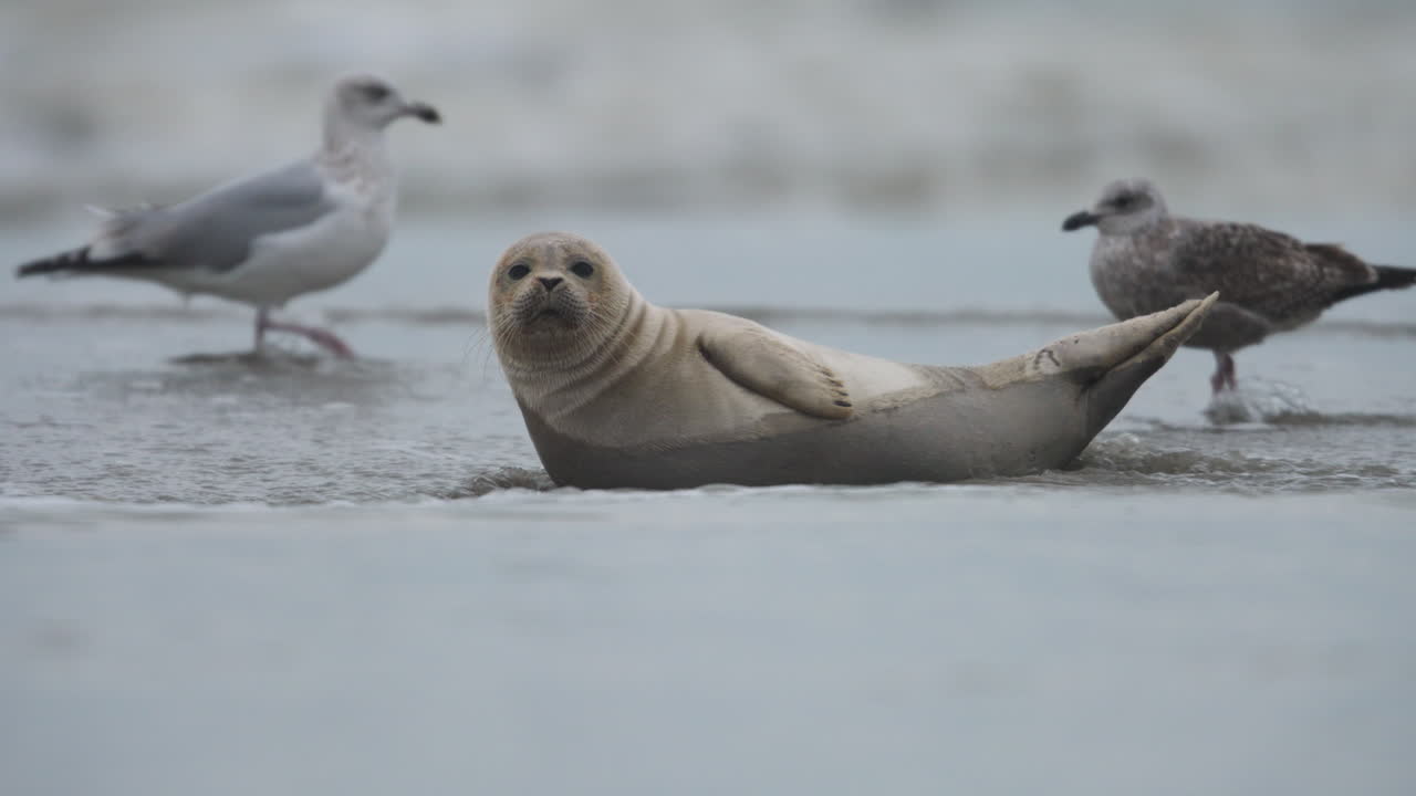 Seal Pup Relaxing on Sandbank, Sleepy, Resting Winter, Ocean Shore, Netherlands, Slow Motion Close Up