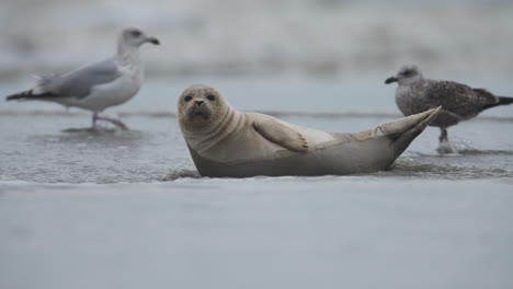 hijo de foca relajándose en un banco de arena, somnoliento, descansando invierno, orilla del océano, países bajos, cámara lenta de cerca