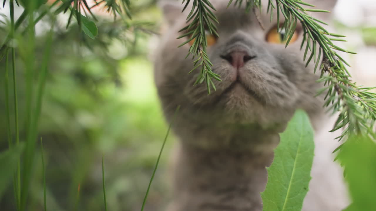Small Feline Observes Nature Up Close With Interest, Curious Cat Inspects Leaves And Pine Branches Intently, An Inquisitive Feline Examines Dewcovered Foliage And Pine With Attentive Curiosity