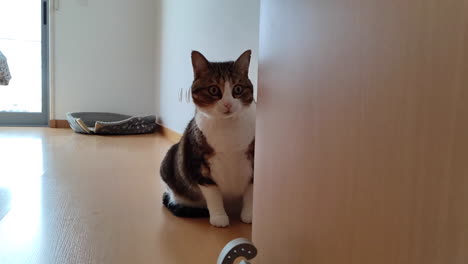 american wirehair cat with big eyes sitting on wooden floor of bedroom near the door