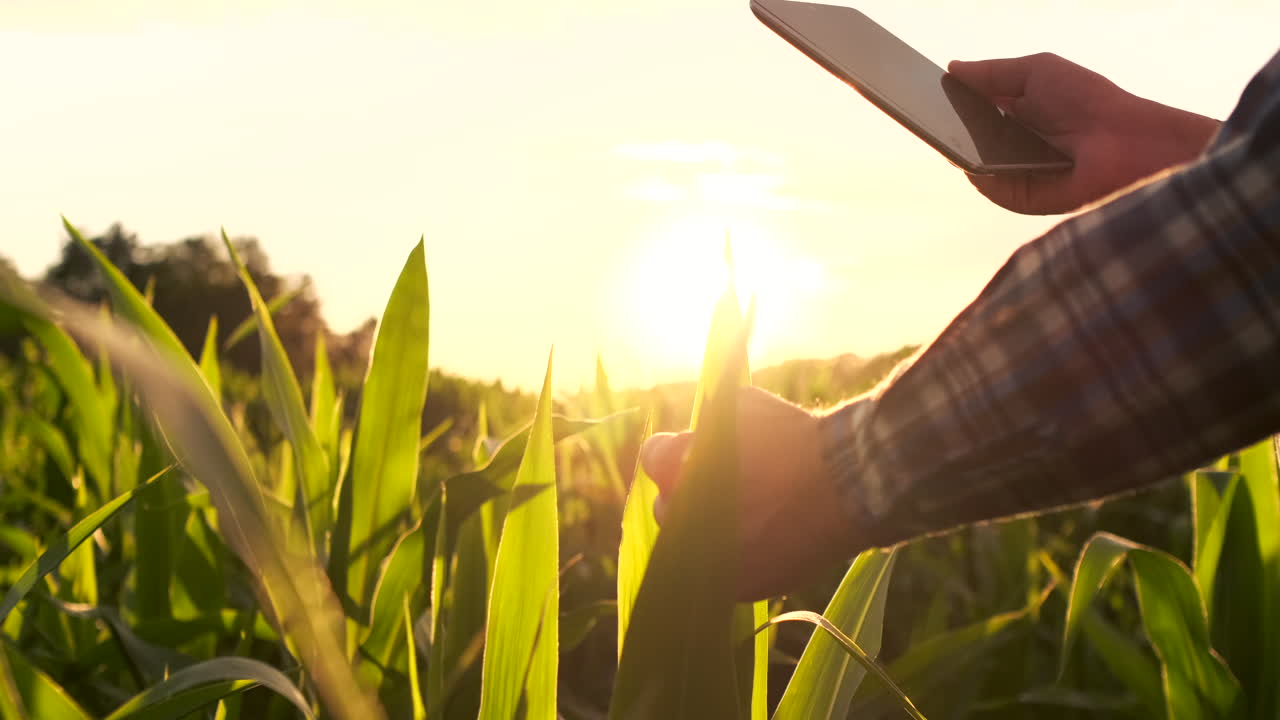 agricultor que utiliza una tableta digital en el campo de maíz aplicación de la tecnología moderna en la actividad de cultivo agrícola al atardecer