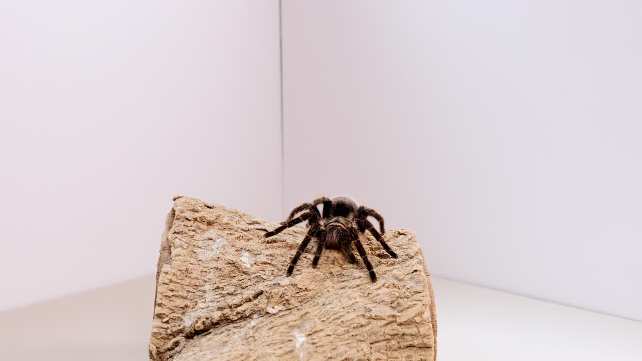 A tarantula moves across a log in a bright, minimalist room with soft lighting