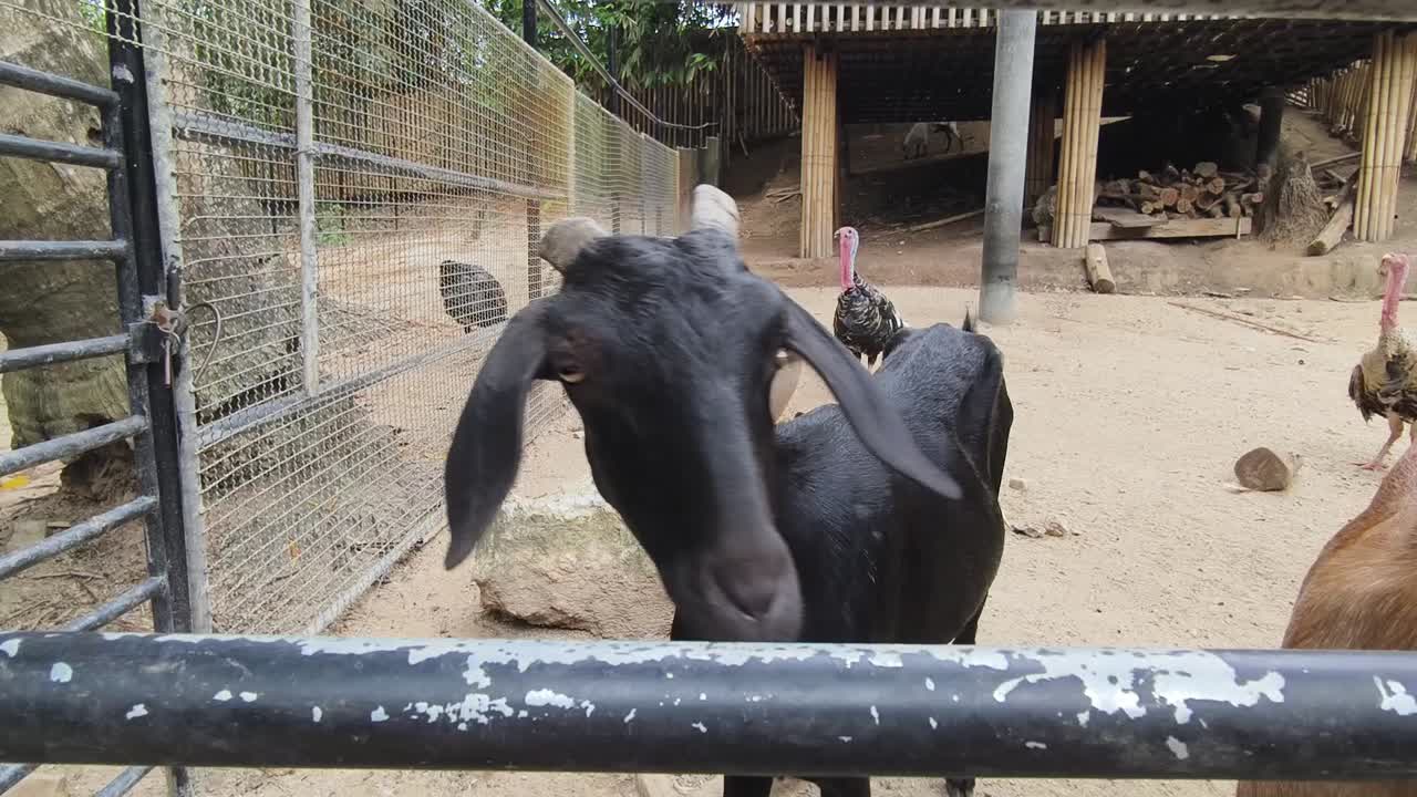 동물원 에 있는 염소와 칠면조