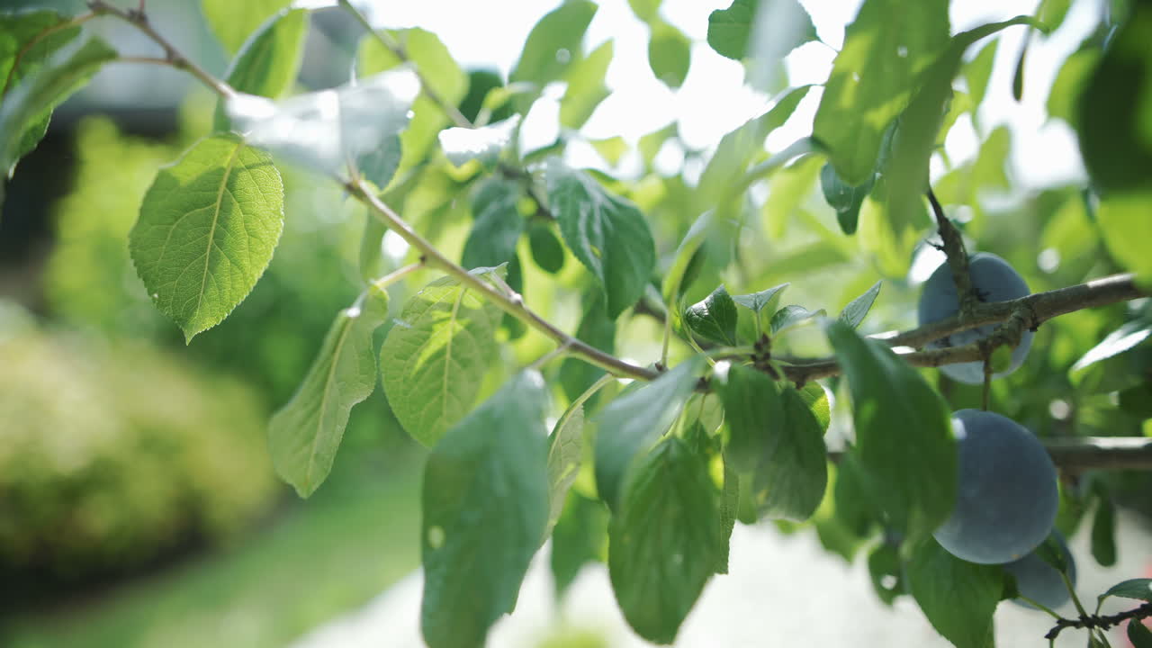 나무에 잘 익은 자두 2