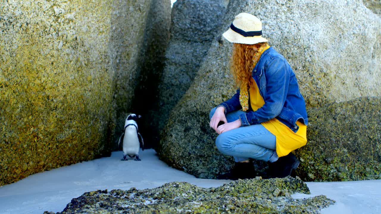 mujer mirando al pingüino en la playa 4k