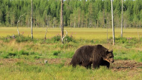 brown bear (ursus arctos) in wild nature is a bear that is found across much of northern eurasia and north america. in north america, the populations of brown bears are often called grizzly bears.