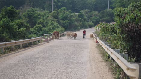 boy herding cows on a country road bridge