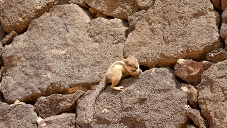 close up of cute north african barbary ground squirrel eating nut, sitting on rocky wall in sunlight