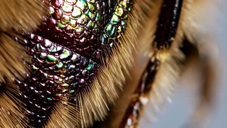 close-up macro shot of an insect's iridescent body