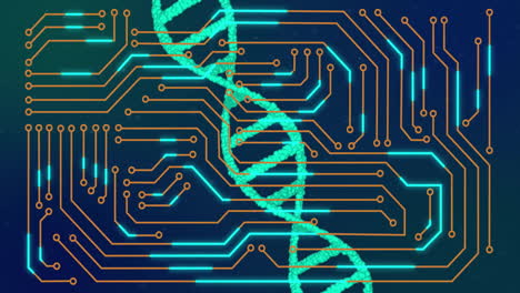 Animation-Des-DNA-Strangs-Und-Der-Datenverarbeitung-über-Der-Platine