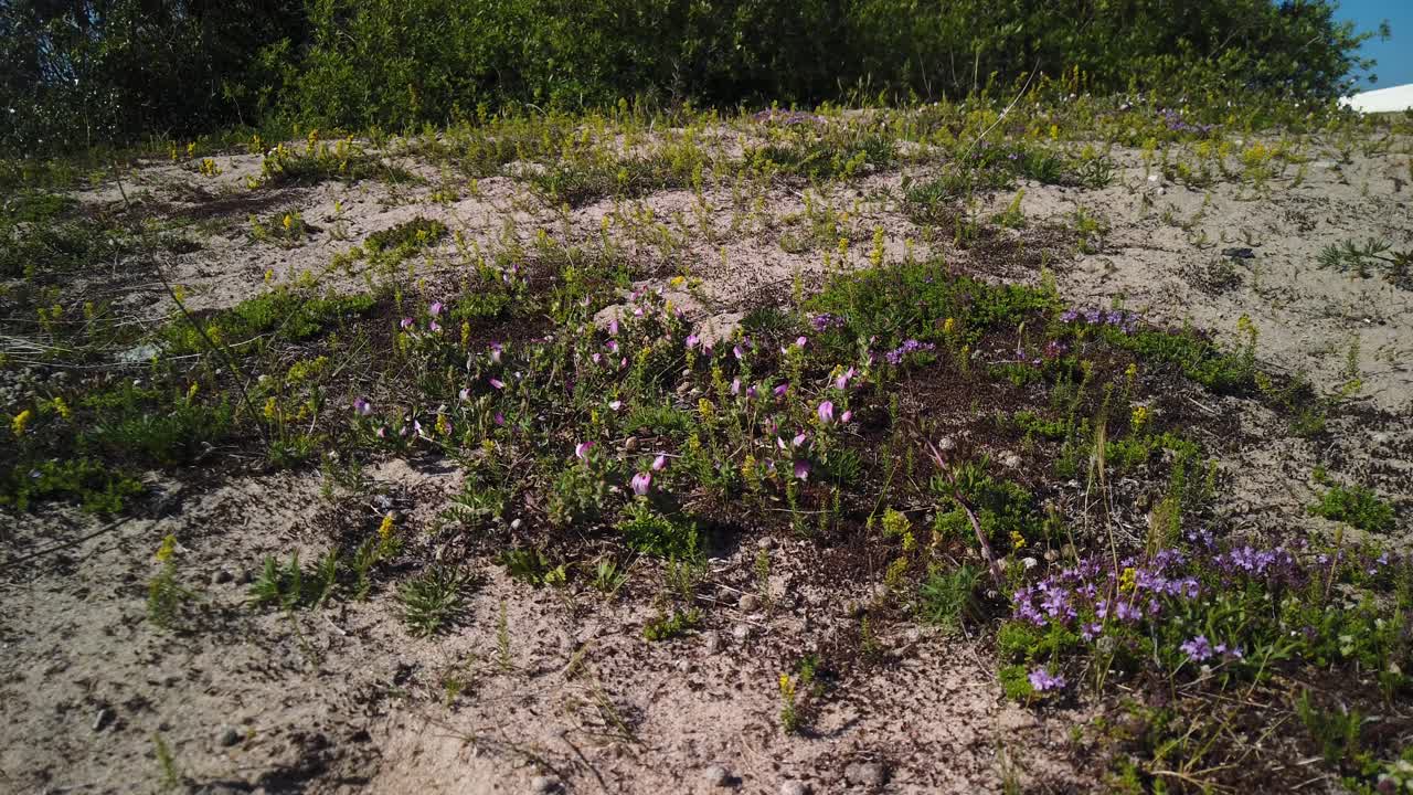 flores y arbustos púrpuras se mueven en el viento en la playa de arena de gotland, suecia