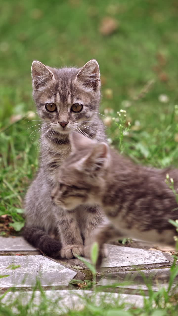 Little kitten outside. Portrait of a grey kitten sitting in green grass. Gray cat is running quickly near the little kitty in summer day. Vertical video