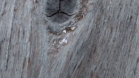 Stop motion animated wood texture background useful for old films effects using opacity tool or luma matte