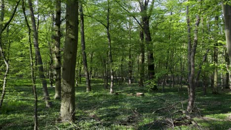 bosque verde con exuberantes árboles verdes y hojas en primer plano, volando a través de ellos con paralaje