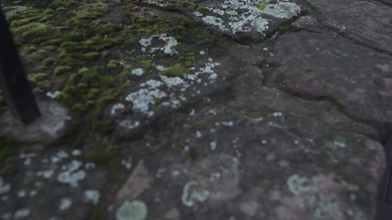 A close up of moss growing on old castle stone.
