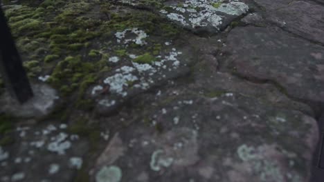 a close up of moss growing on old castle stone.