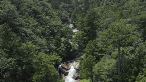 Shiratani-Unsuikyo-forest-on-Yakushima-Island,-Tilt-up-revealing-valley