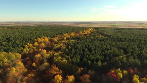 Tramo-De-árboles-De-Hoja-Coloreados-En-Amarillo-Que-Viven-A-Través-De-Bosques-De-Pinos-Verdes