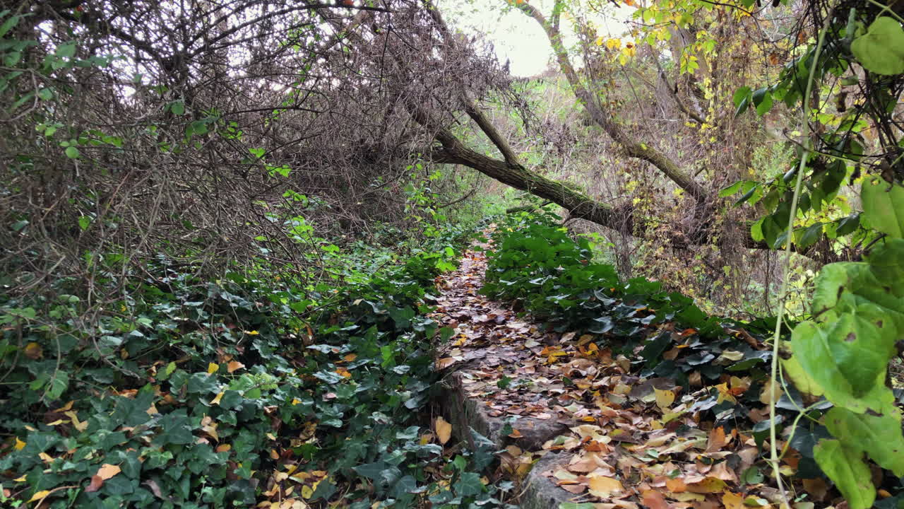 antiguo molino de agua en el bosque