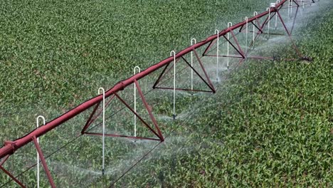 a farm field in central wisconsin is irrigated with a sprinkler system