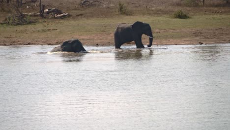 el elefante africano salta hacia atrás en el agua y levanta su trompa en el aire