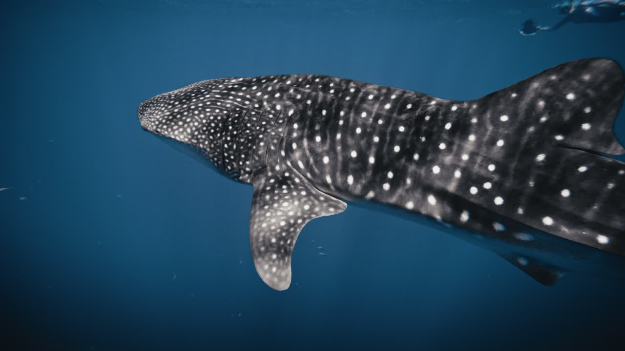 Spotted white dots across swimming animal whale shark in slow motion light dancing