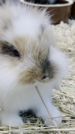 a fluffy rabbit with big ears eats dry grass fluffy pets