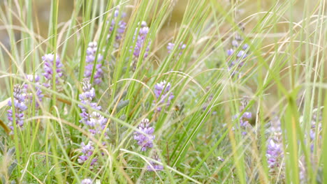 Forest-and-vegetation,-flowers-close-up