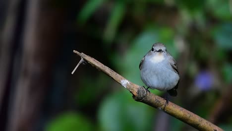 Taiga-Flycatcher,-Female,