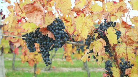 red grapes on the vine shortly before the grape harvest in the fall