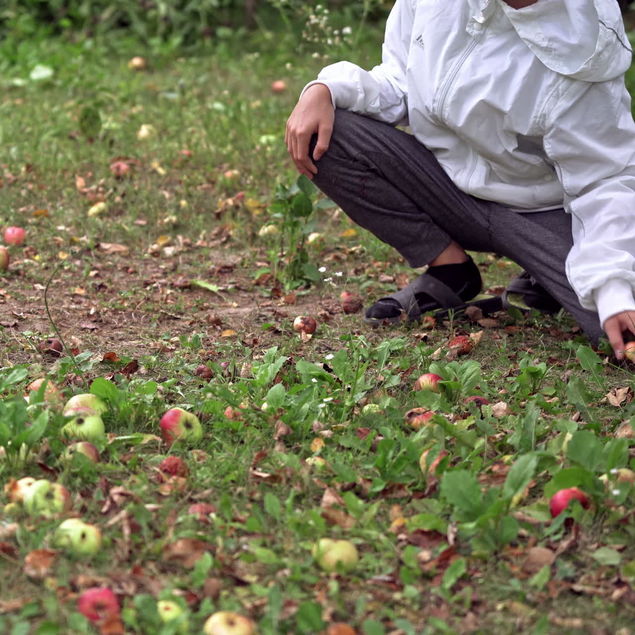 Boy picking up ripe apples in autumn. The ground is full of apples and a child throwing them into a black bucket on nature background. Harvesting fruits.