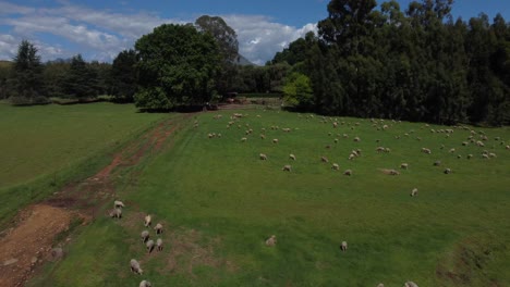 drone shot of a horse farm in south africa - drone is flying over some horses, revealing the mountains