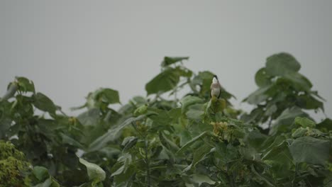 Pequeño-Bulbul-Chino-Encaramado-Sobre-Una-Exuberante-Vegetación,-Cielo-Nublado-En-El-Fondo,-Ambiente-De-Naturaleza-Serena