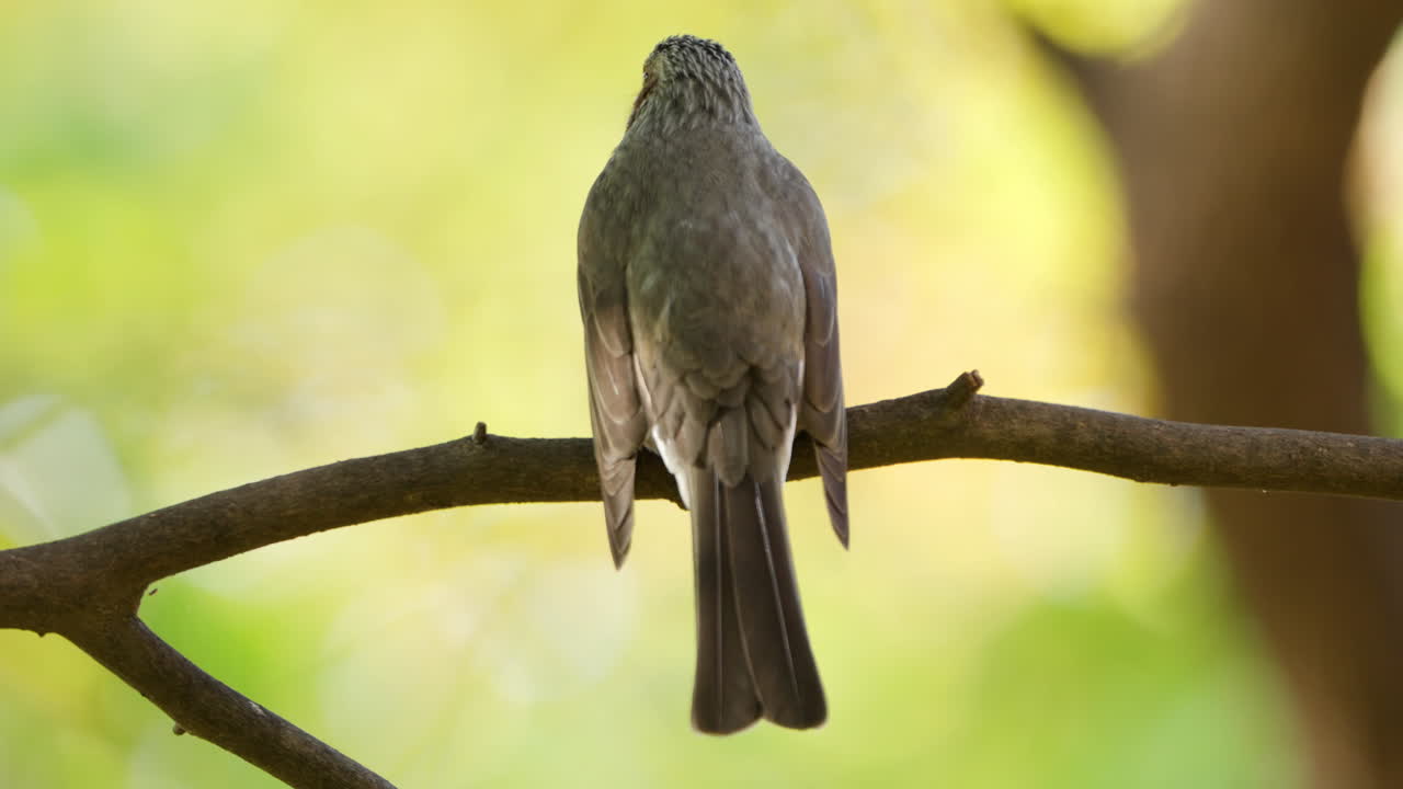 vista posterior del pájaro bulbul de orejas marrones haciendo caca sentado en la rama de un árbol en un primer plano de otoño