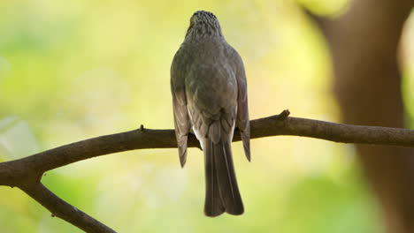 back view of brown-eared bulbul bird pooping sitting on tree branch in autumn closeup